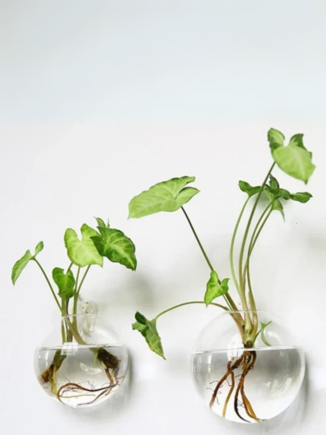 Vase | Demi-sphère murale en verre transparent