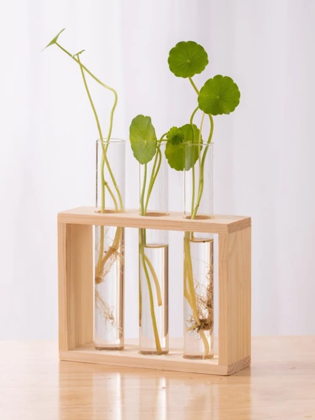 Vase | Éprouvette en bois naturel pour boutures