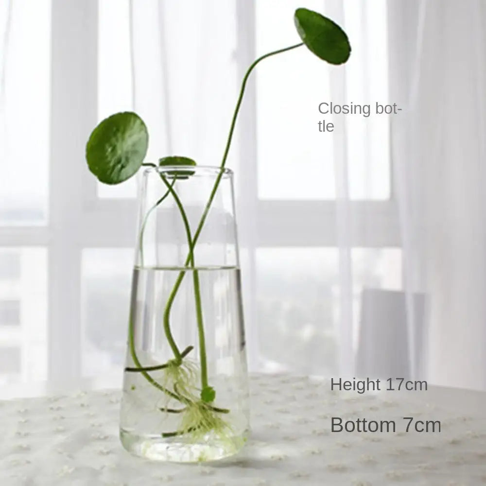 Vase | Pot en verre transparent plantes aquatiques