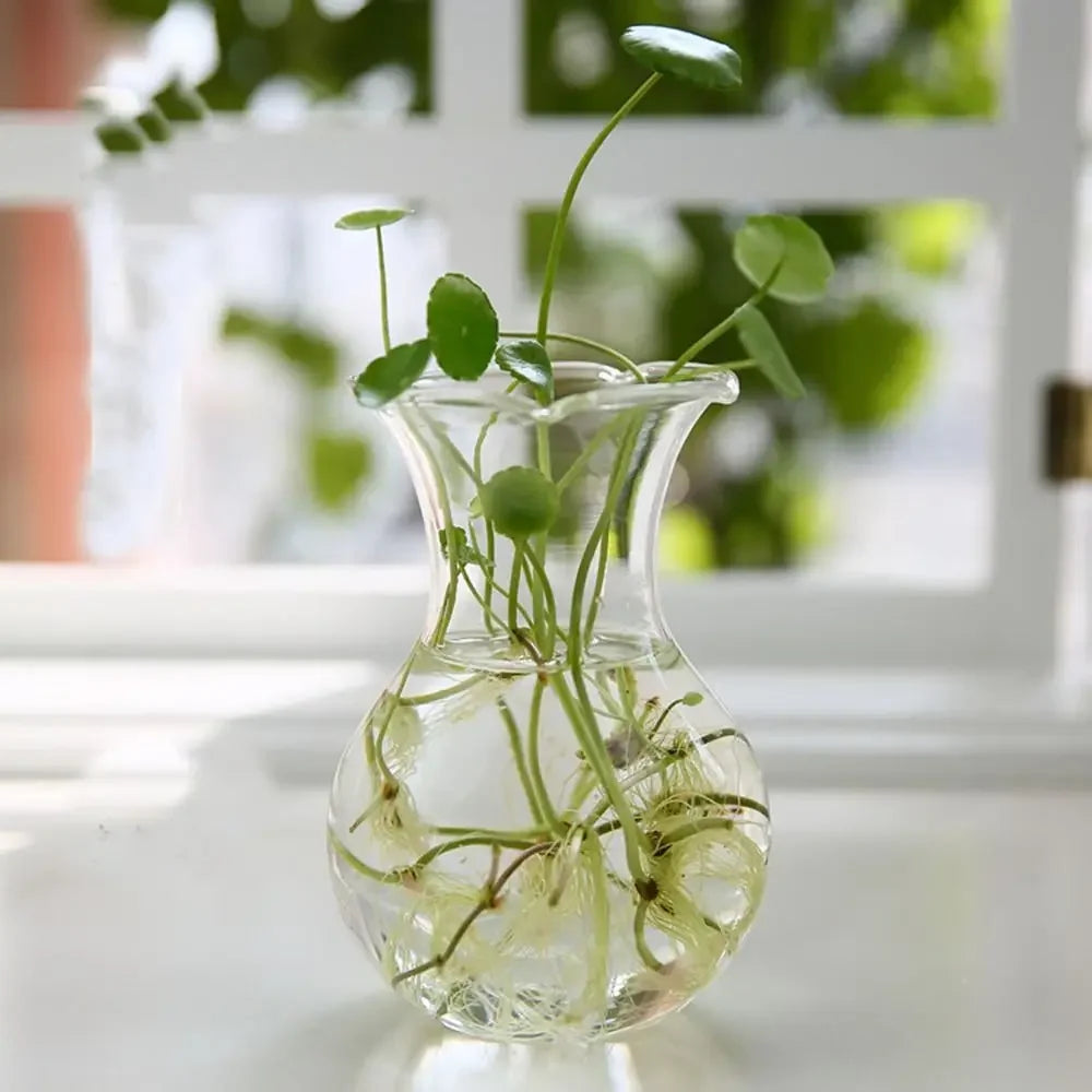 Vase | Pot en verre transparent plantes aquatiques