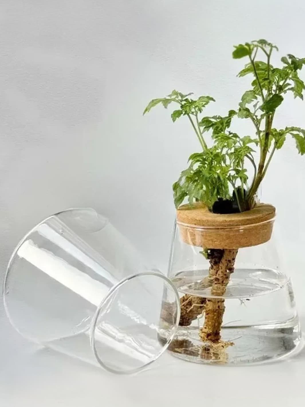 Vase | Support de culture hydroponique en verre et bois