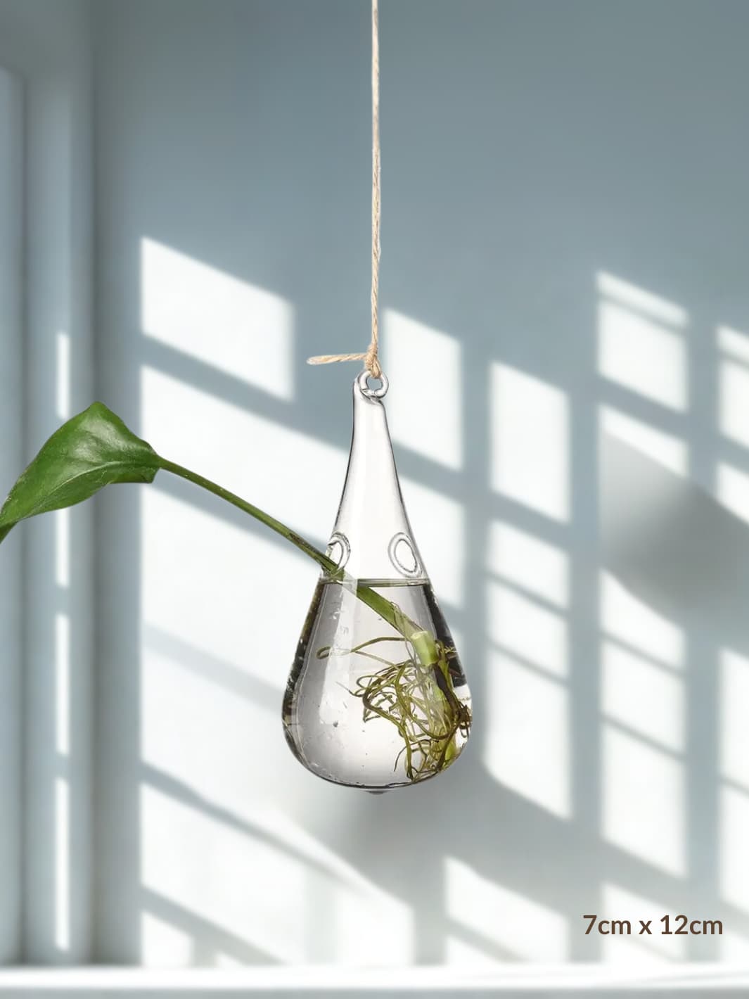 Vase | Suspension en verre transparent pour boutures