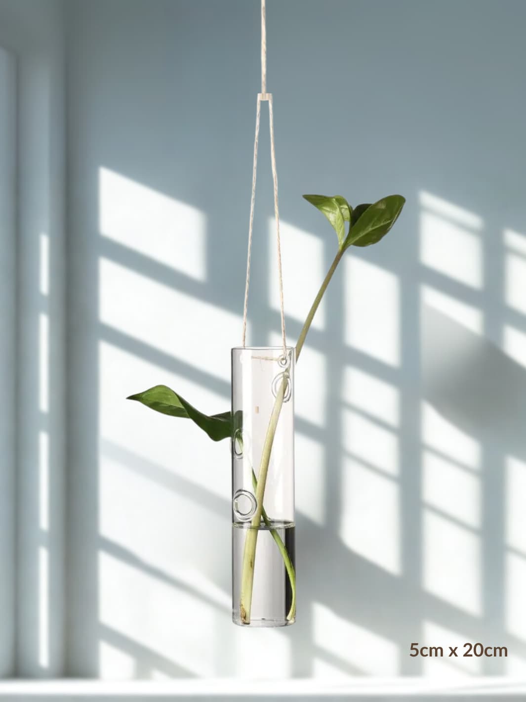 Vase | Suspension en verre transparent pour boutures