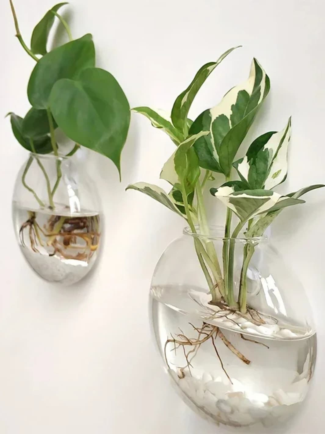 Vase | Demi-sphère murale en verre transparent