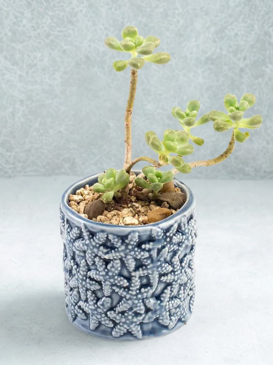 Vase | Mini pot en céramique bleue motif étoile de mer