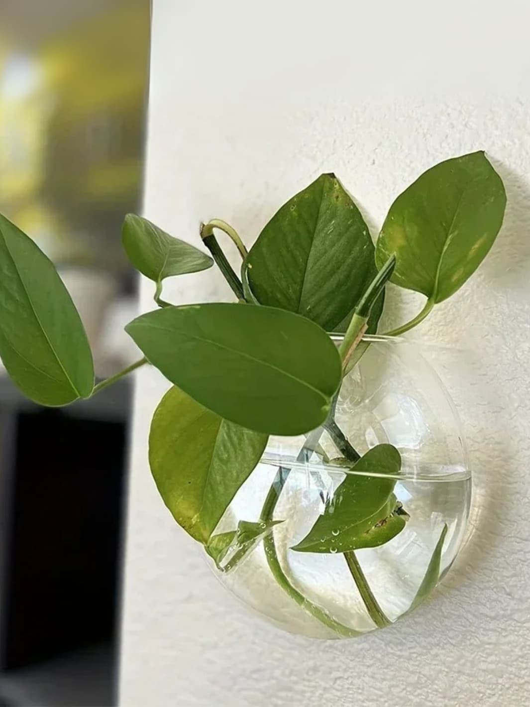 Vase | Demi-sphère murale en verre transparent