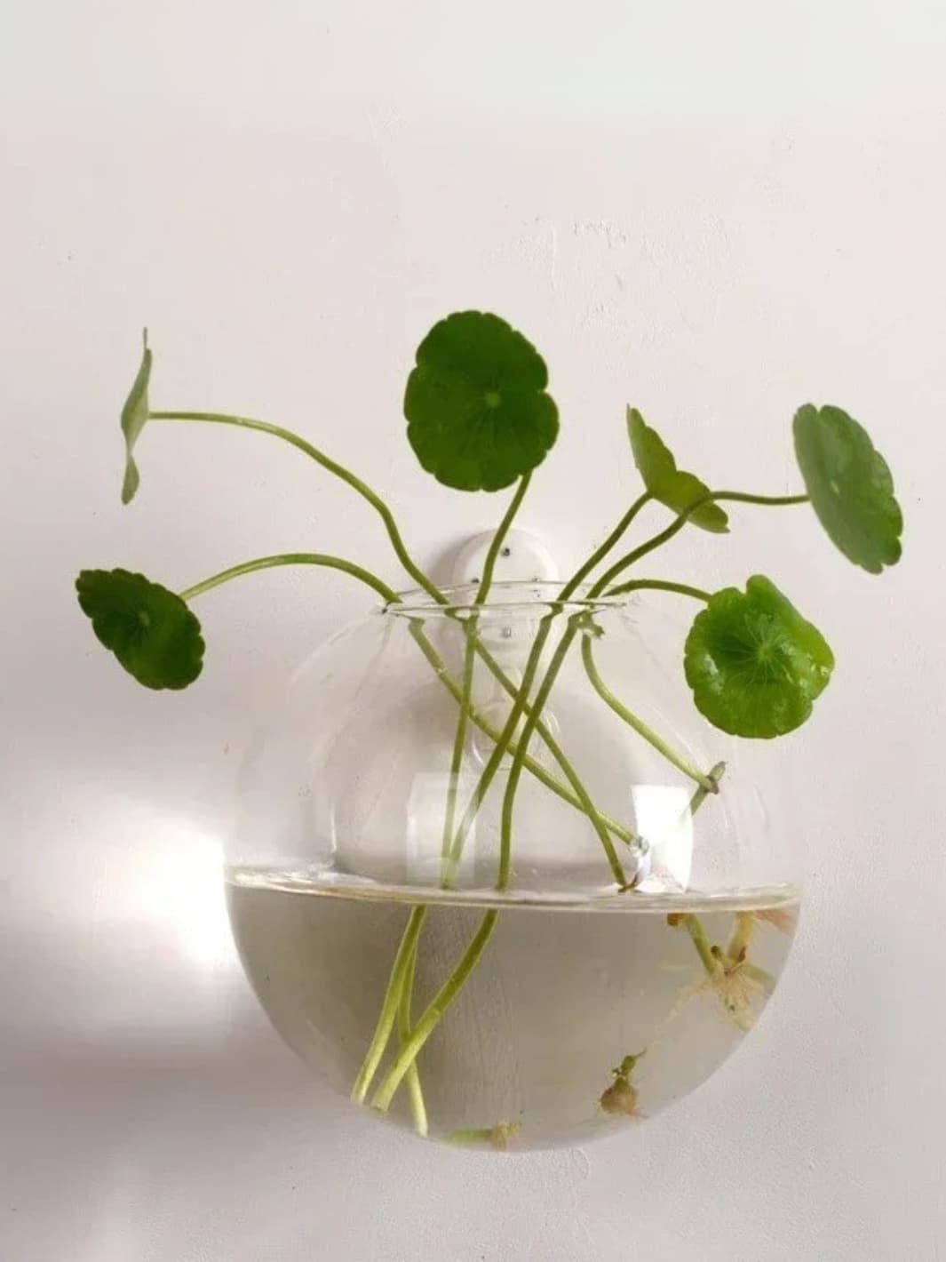 Vase | Demi-sphère murale en verre transparent