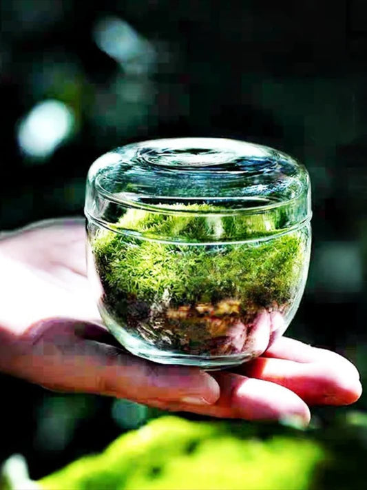 Vase | Mini terrarium en verre pour mousse et plantes