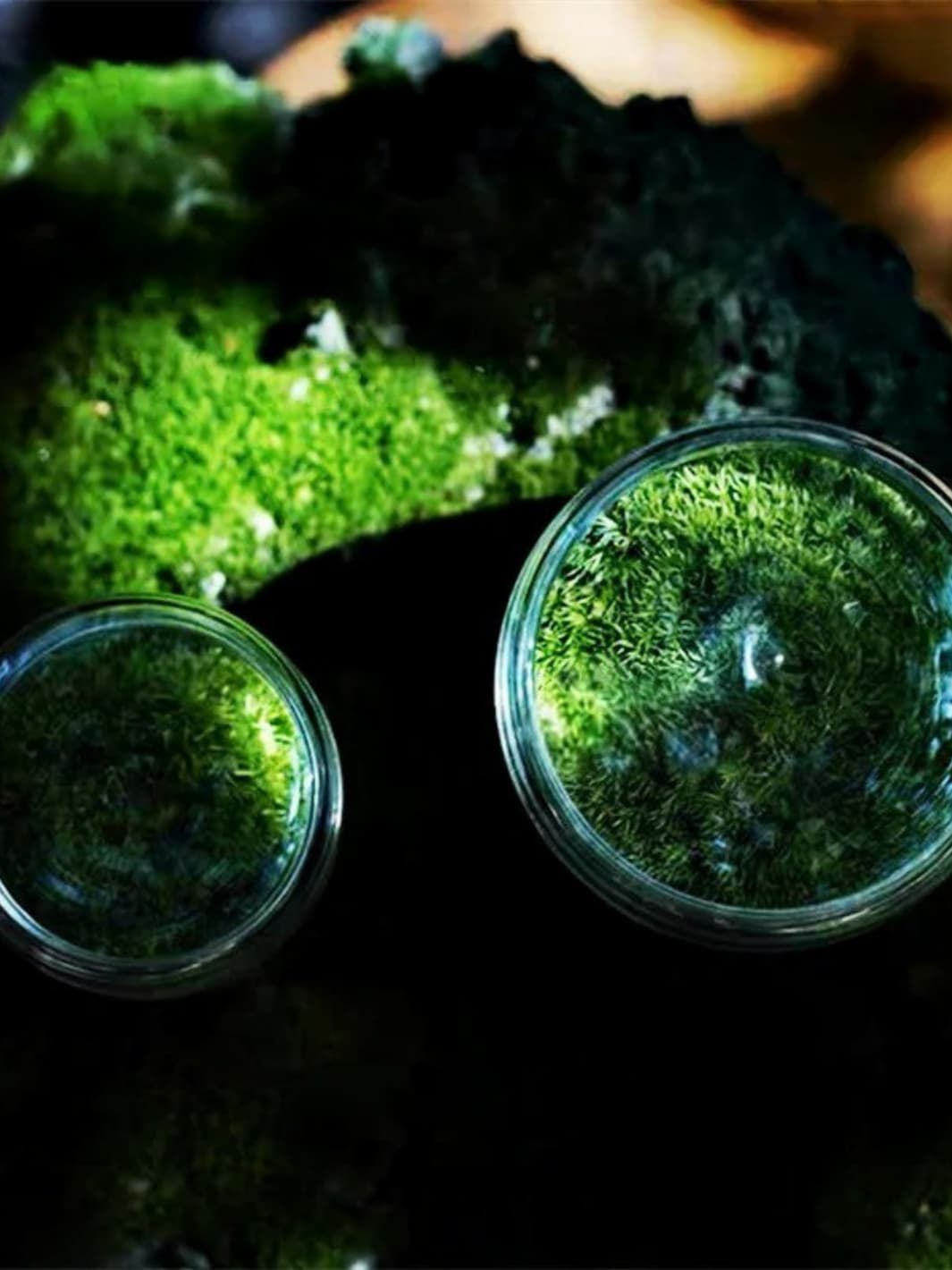 Vase | Mini terrarium en verre pour mousse et plantes