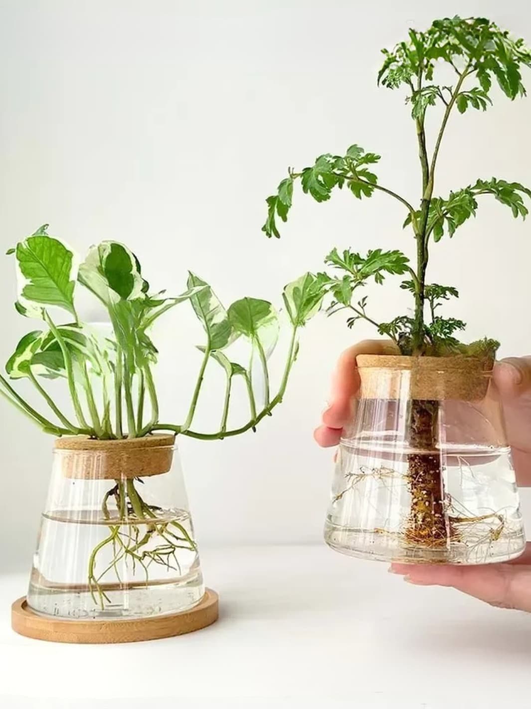Vase | Support de culture hydroponique en verre et bois