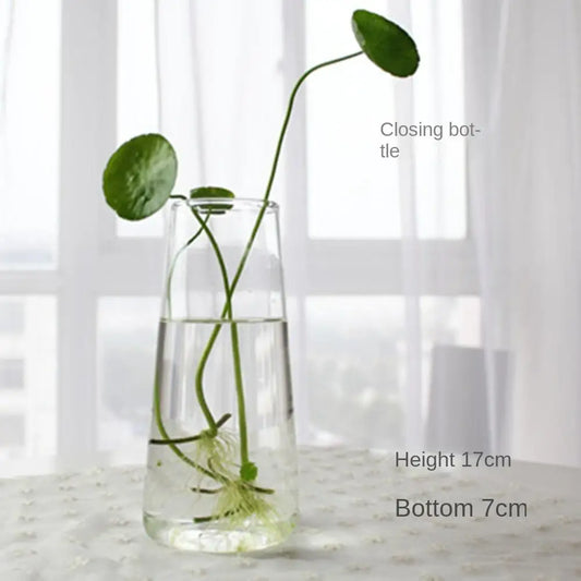 Vase | Pot en verre transparent plantes aquatiques