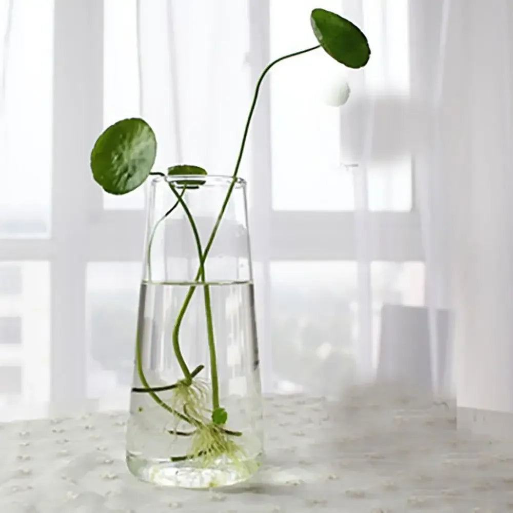 Vase | Pot en verre transparent plantes aquatiques